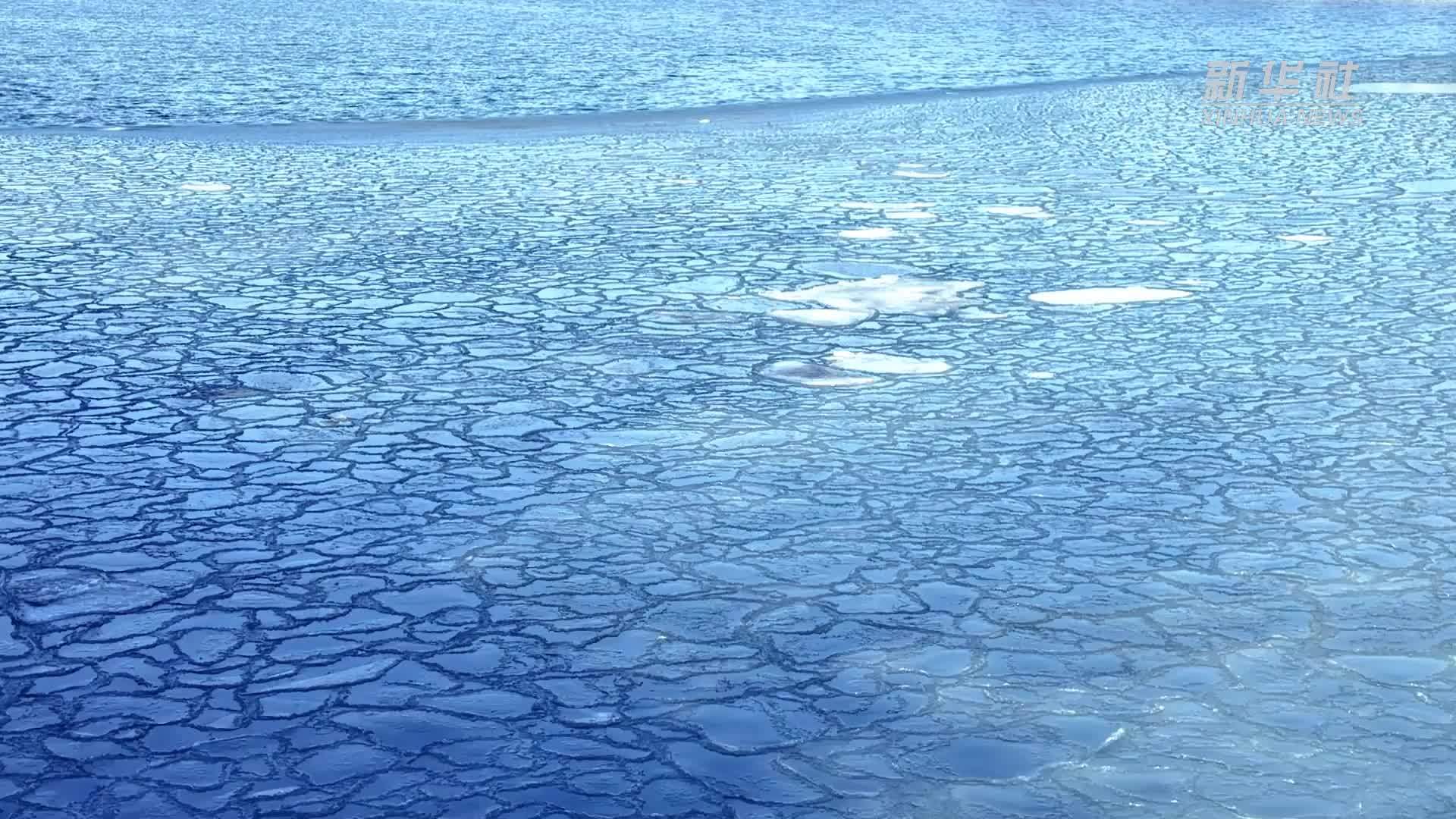 千城胜景｜河北秦皇岛：“荷叶冰”上的生灵之美