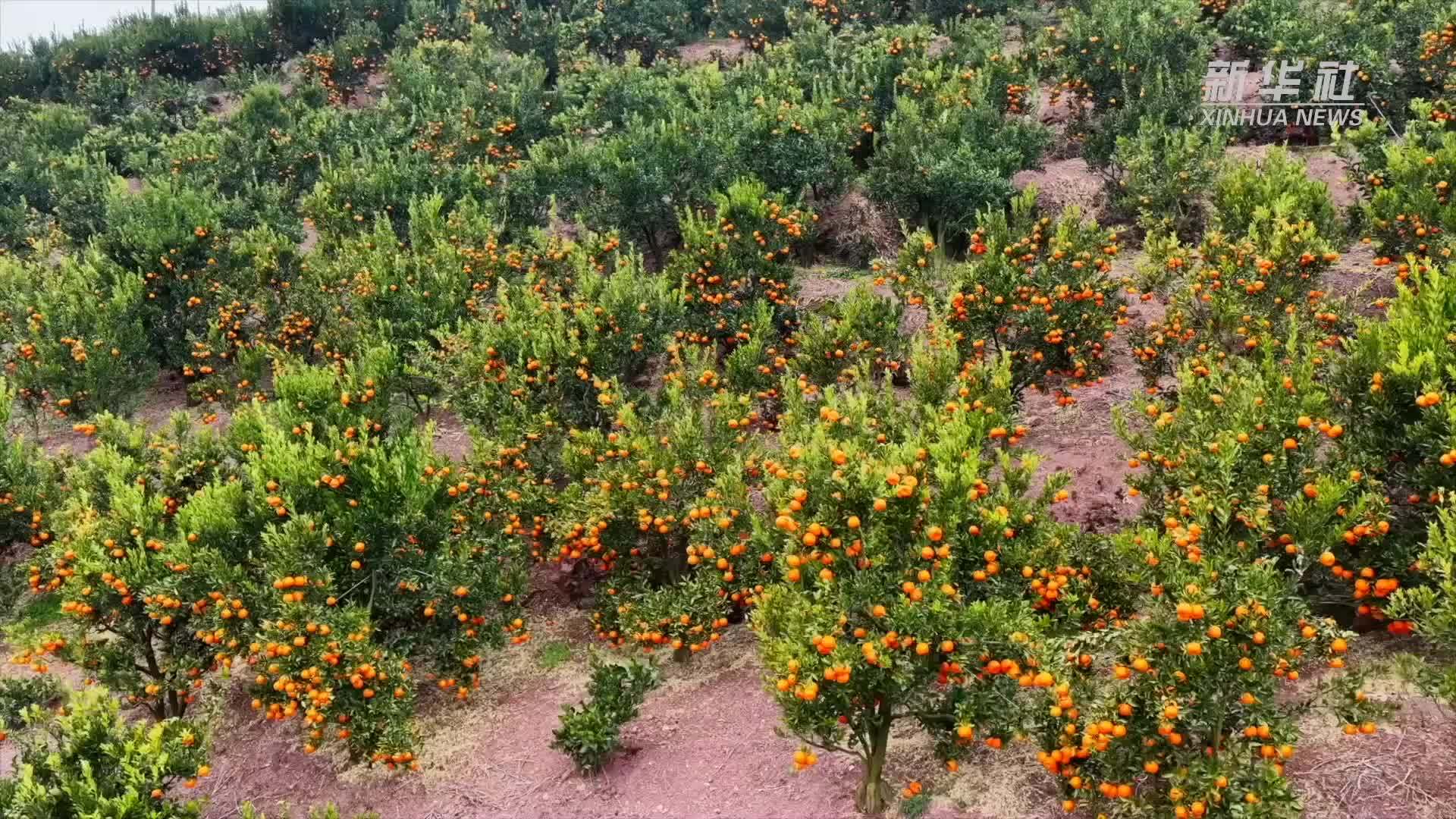 湖北巴东：万亩椪柑丰收 山间采摘运输忙