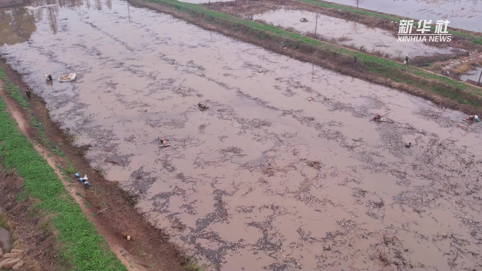 莲藕抢鲜供应市场 保障百姓冬日“菜篮子”