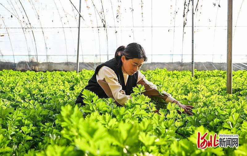 1月11日，怀安县现代农业园区工作人员在查看芹菜长势。
