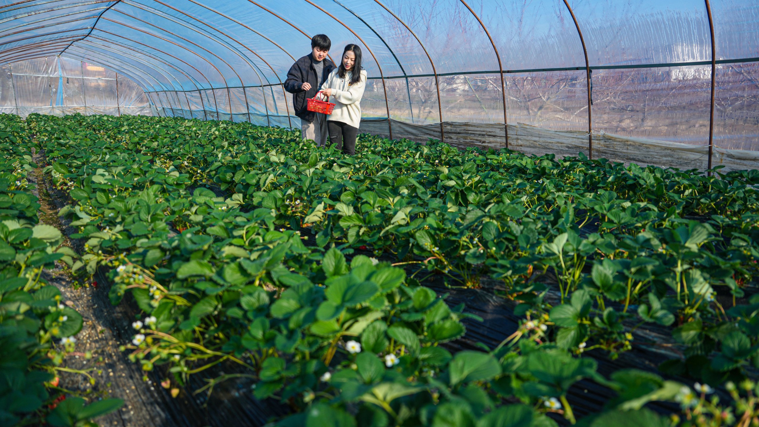 抚州南丰：冬日“莓”好甜蜜“香”约（图）
