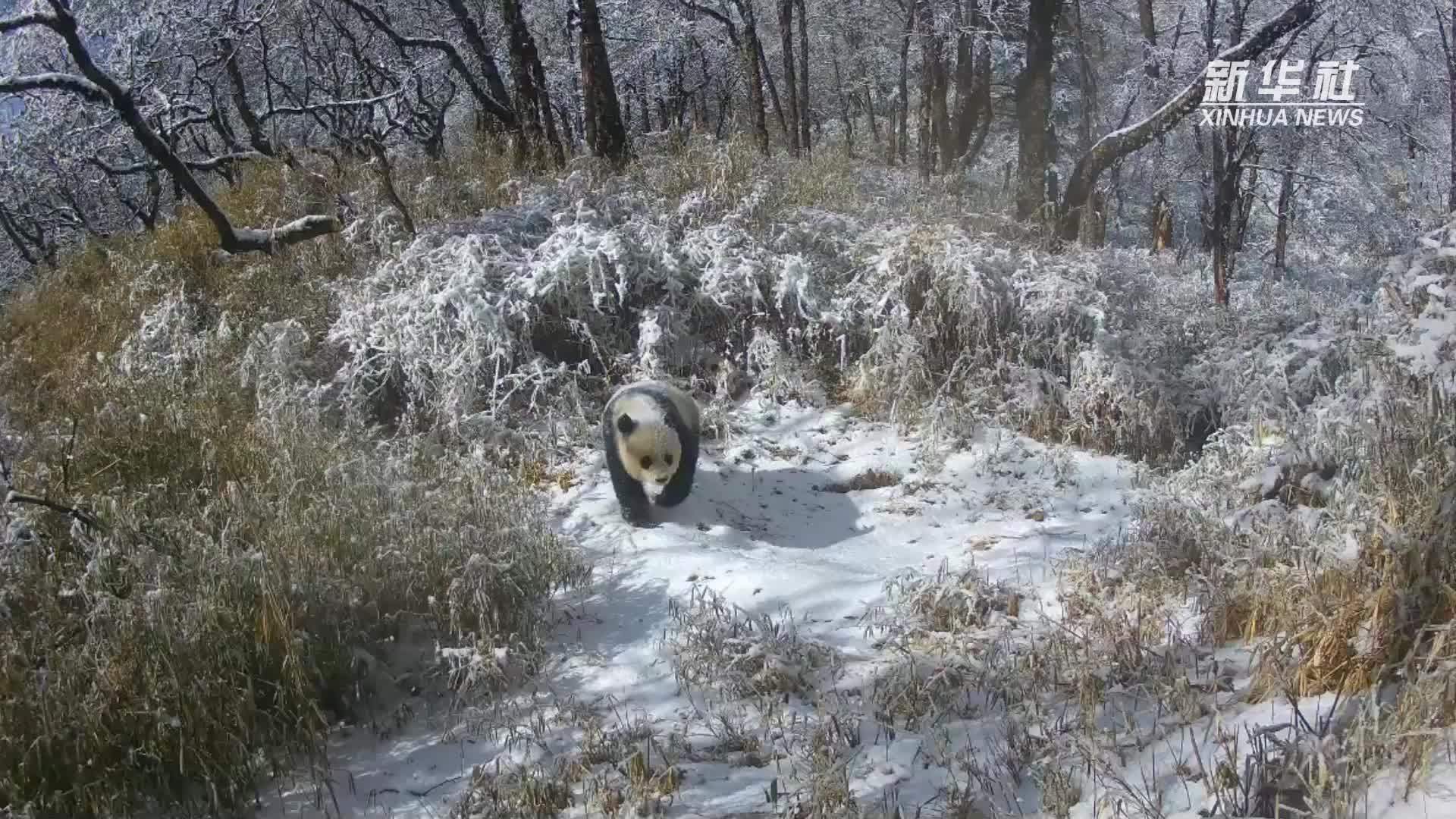 萌化了，成都野生熊猫母子雪中漫步