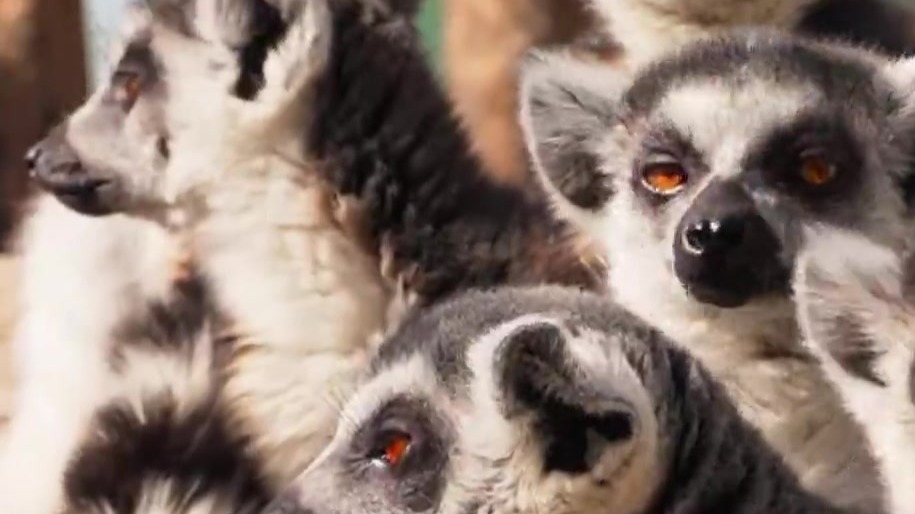 国宝萌兽咋过三九　贴膘吹暖风惬意得嘞