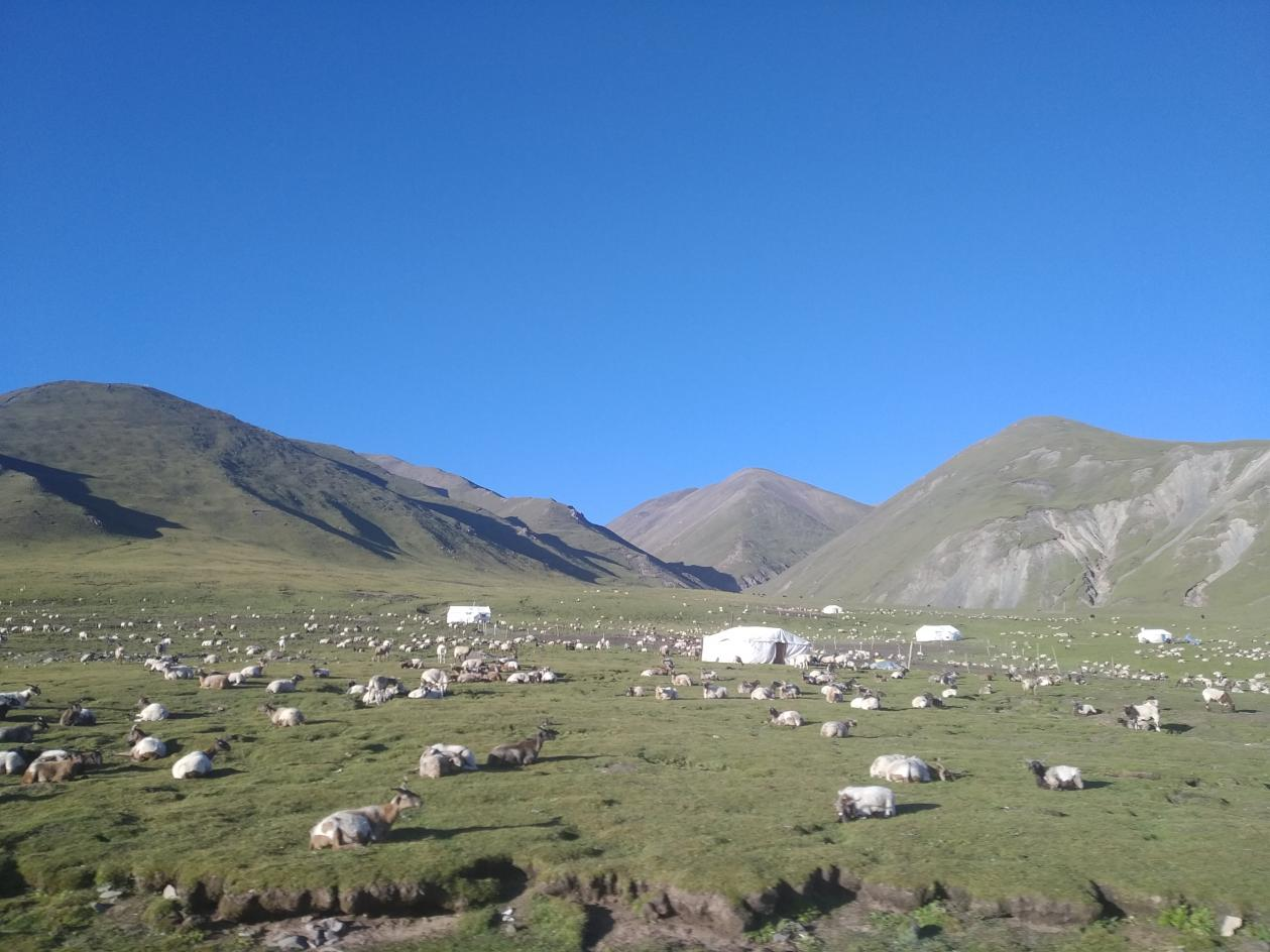 贫瘠土地咋开枝散叶　兰大科研团队世界屋脊寄土解难题
