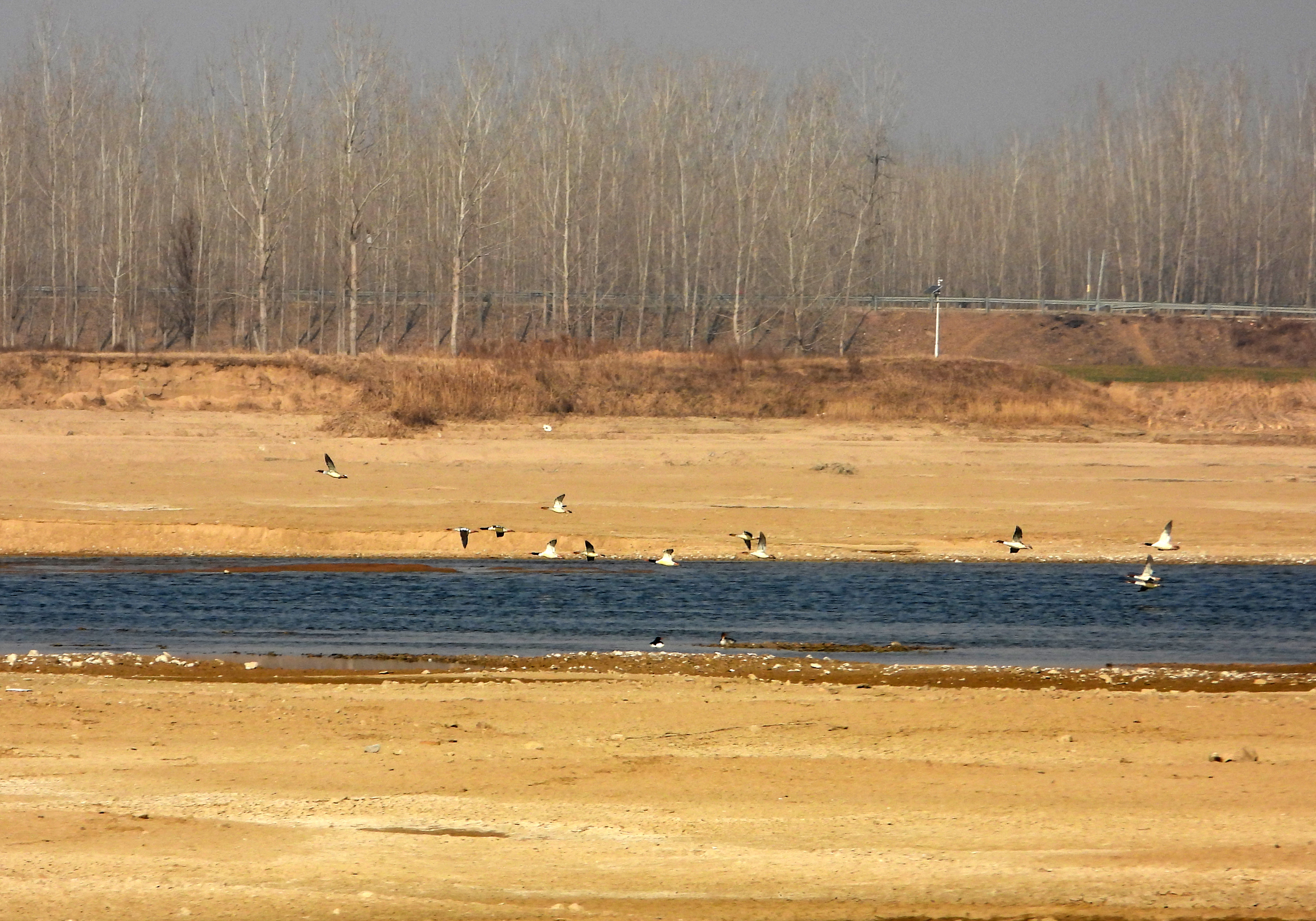 山东郯城：中华秋沙鸭沂河越冬记