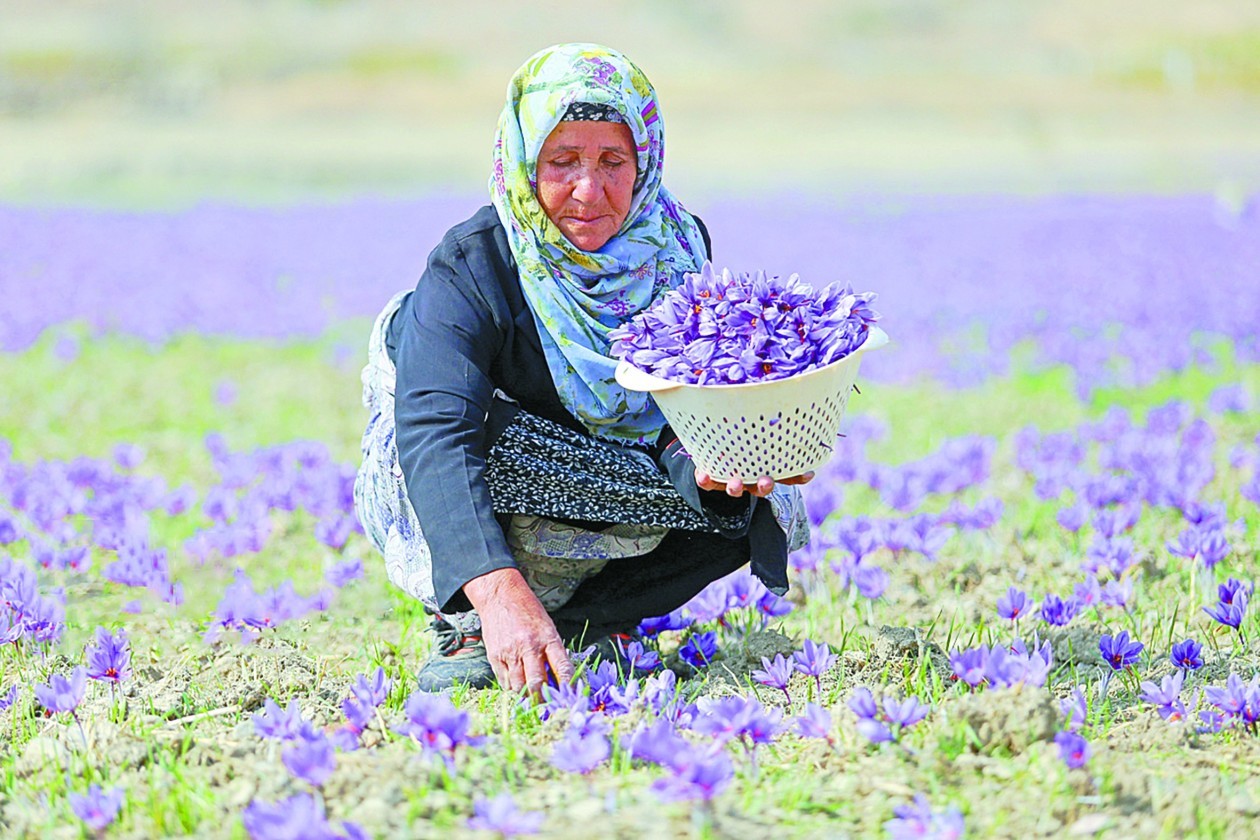 藏红花，伊朗人厨房的“灵魂角色”