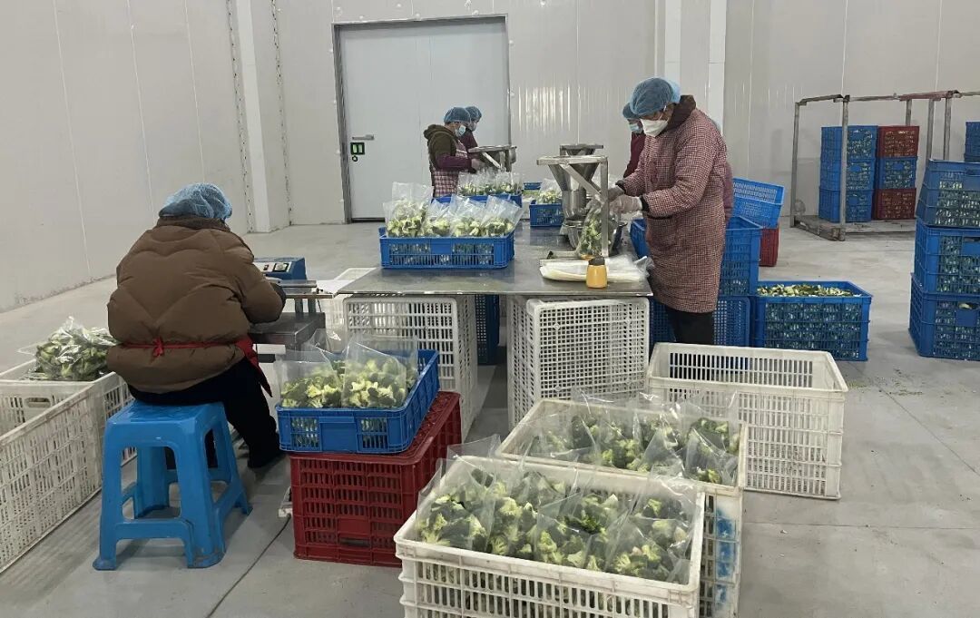 从“烂在田里”到“远销海外”，余姚这朵花，年产值8100万元！