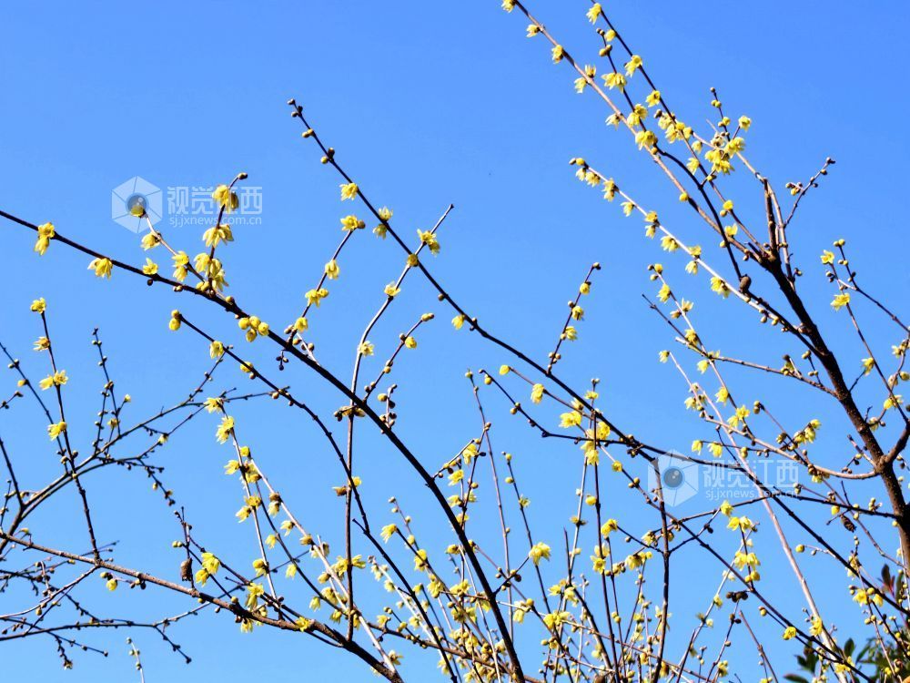 江西分宜：蜡梅花开香满园（图）