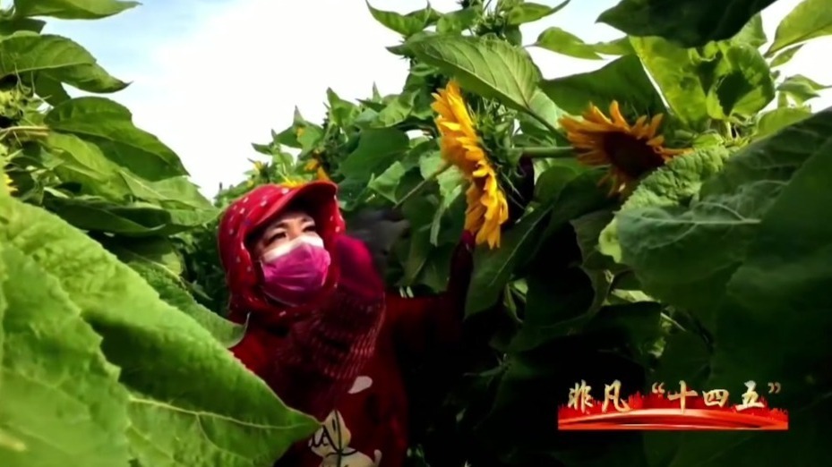 农业芯上分　甘肃肃州“技”高一筹