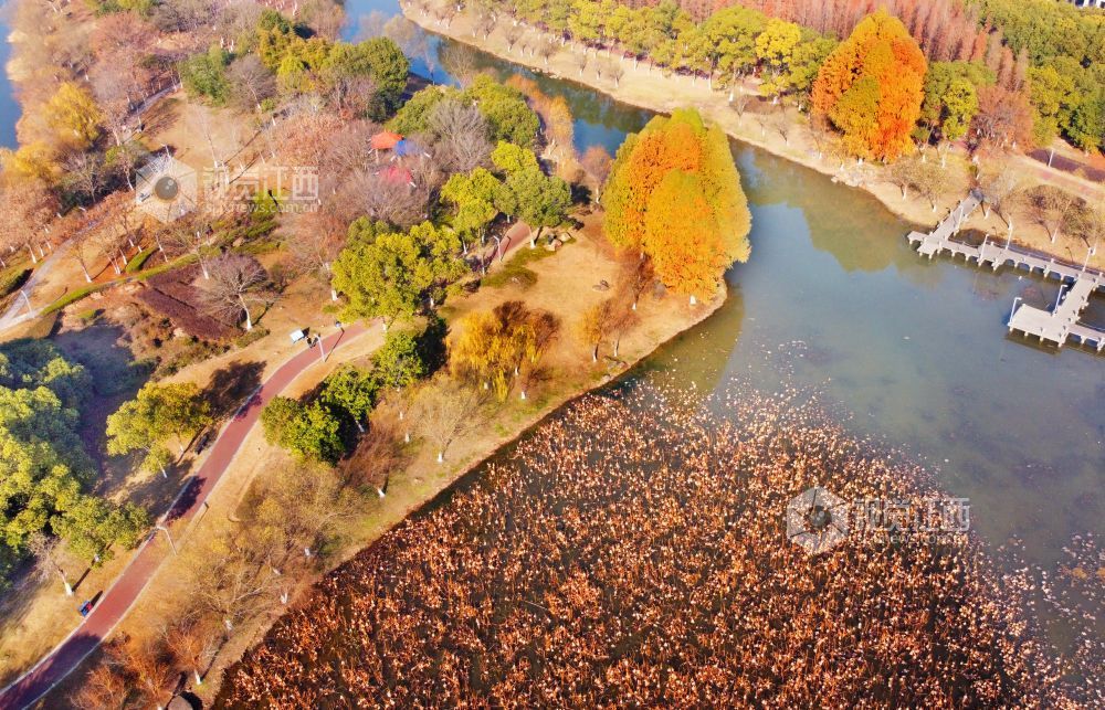 江西新余：湿地公园 冬景如画（图）