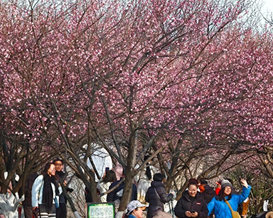 武汉梅花提前一个月开放 专家：暖冬催梅早放