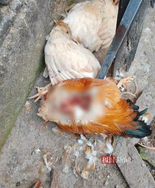 鸡被咬死1.jpg
