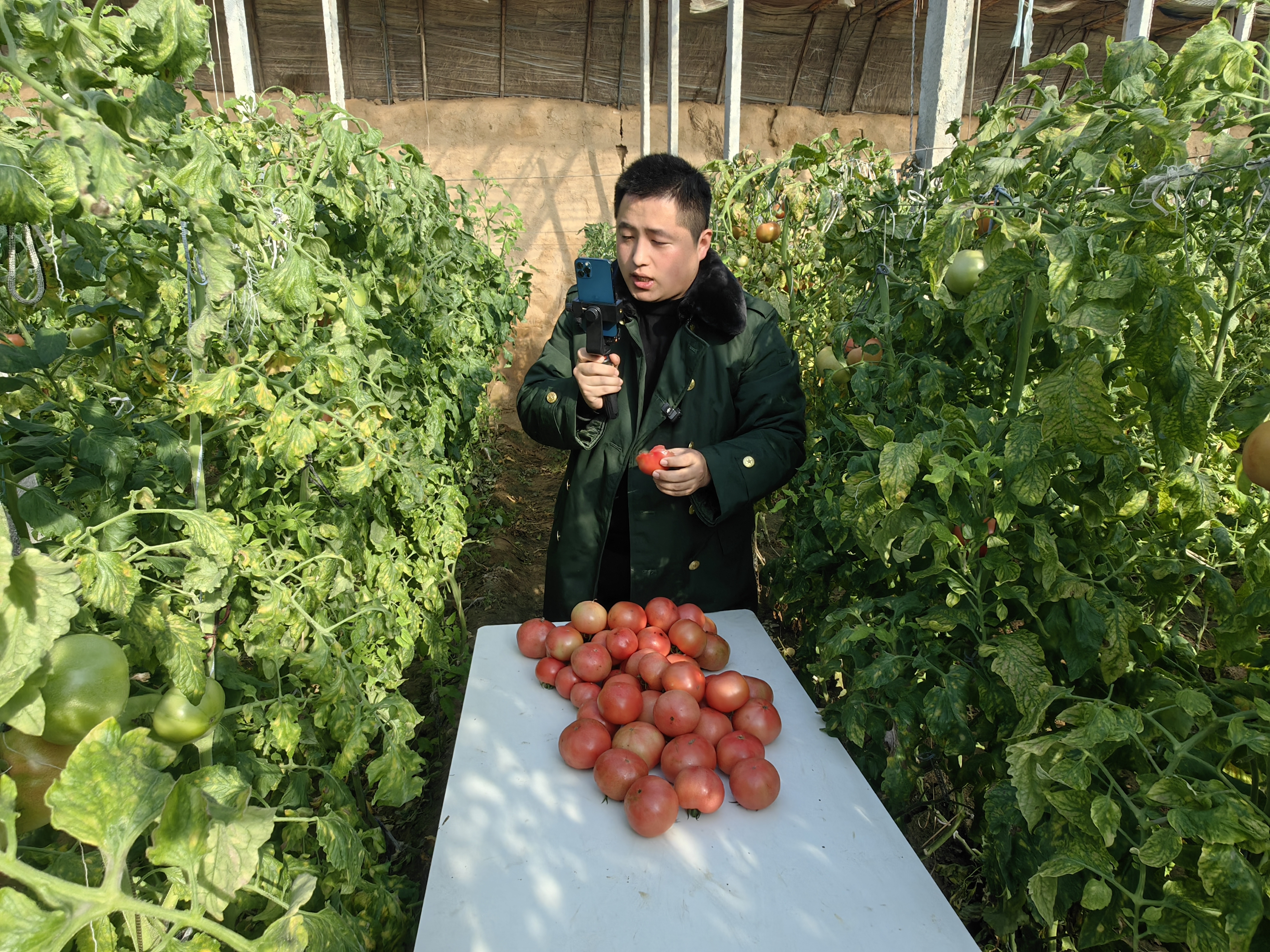 1月10日，武邑县农创生态农业专业合作社负责人李奥在蔬菜大棚里直播销售西红柿。本报记者孟宪峰摄