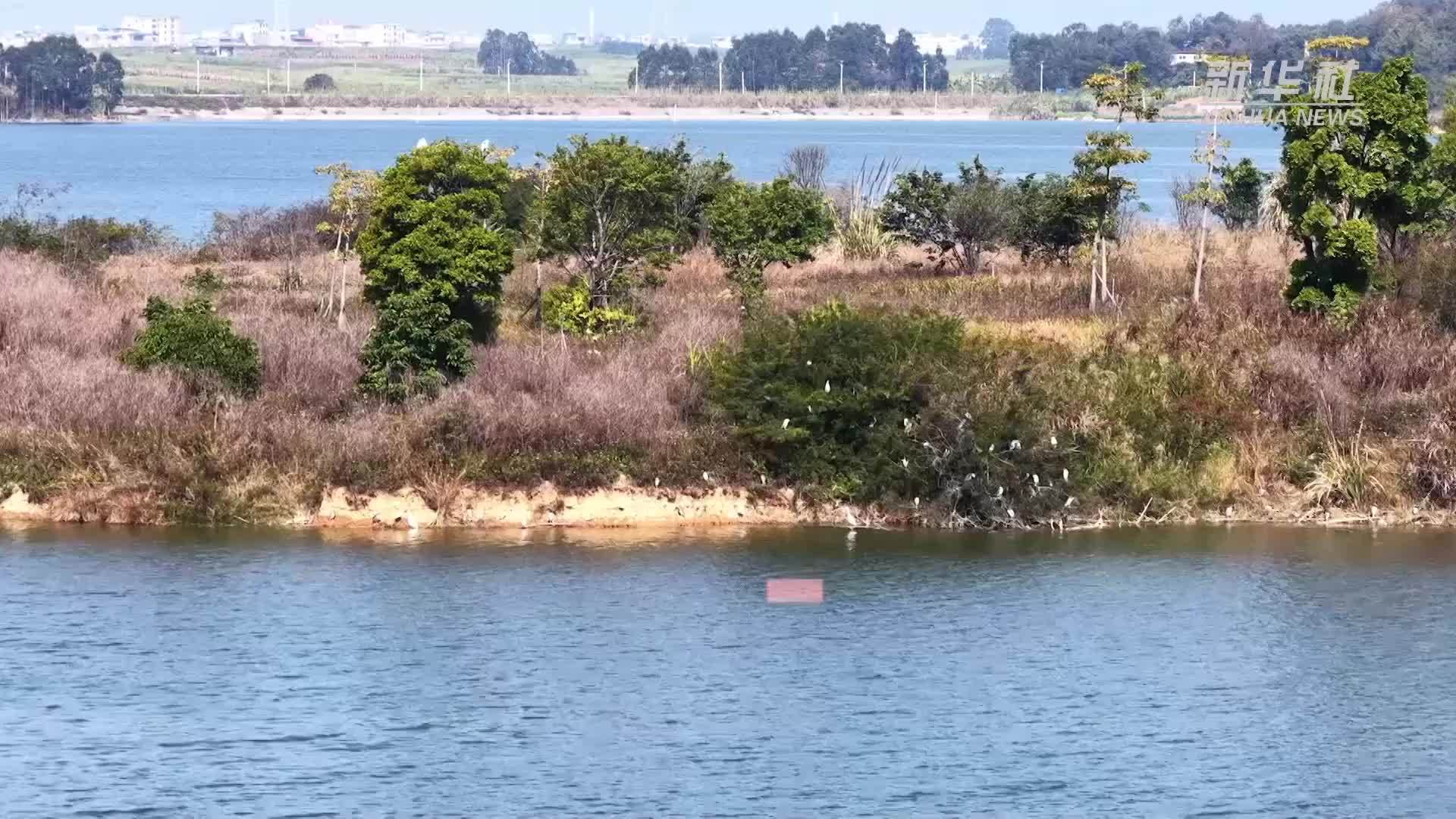 广西武宣：七星湖成苍鹭越冬“乐园”