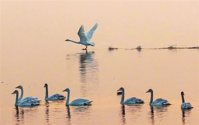 1月3日，三门峡天鹅湖国家城市湿地公园，白天鹅在翩翩起舞。 记者 聂冬晗 摄