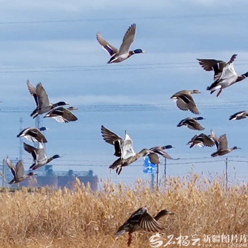 克拉玛依栖鹭湖，栖息在芦苇荡深处的绿头鸭（2025年3月8日摄）。闵勇摄