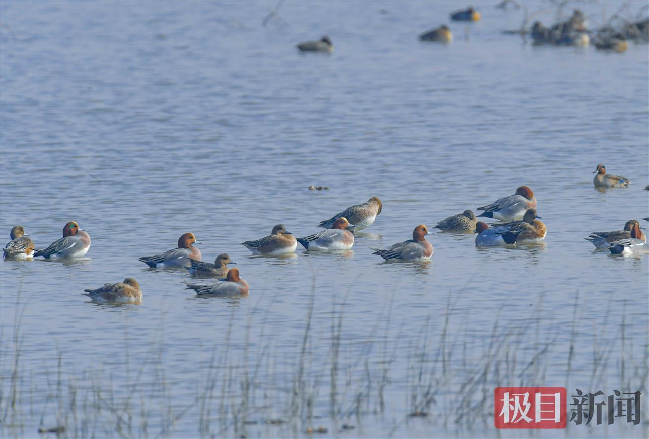 武汉湿地集结了大量的越冬水鸟
