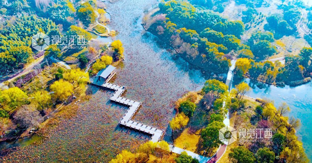 江西新余：湿地公园 冬景如画（图）