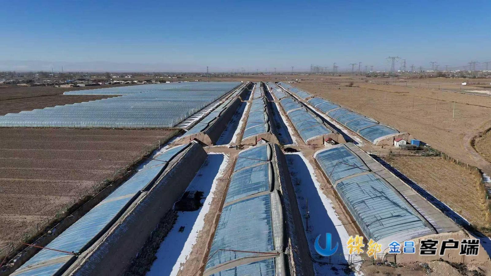 甘肃永昌巧打反季牌　350余日光温室“蔬”写致富经