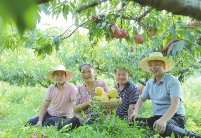 神山黄桃熟了,村民们喜庆丰收。