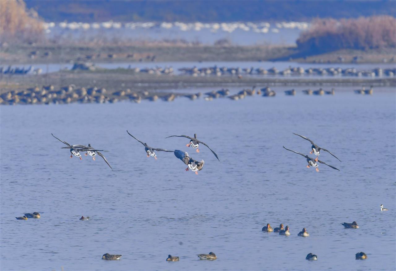 武汉湿地集结了大量的越冬水鸟