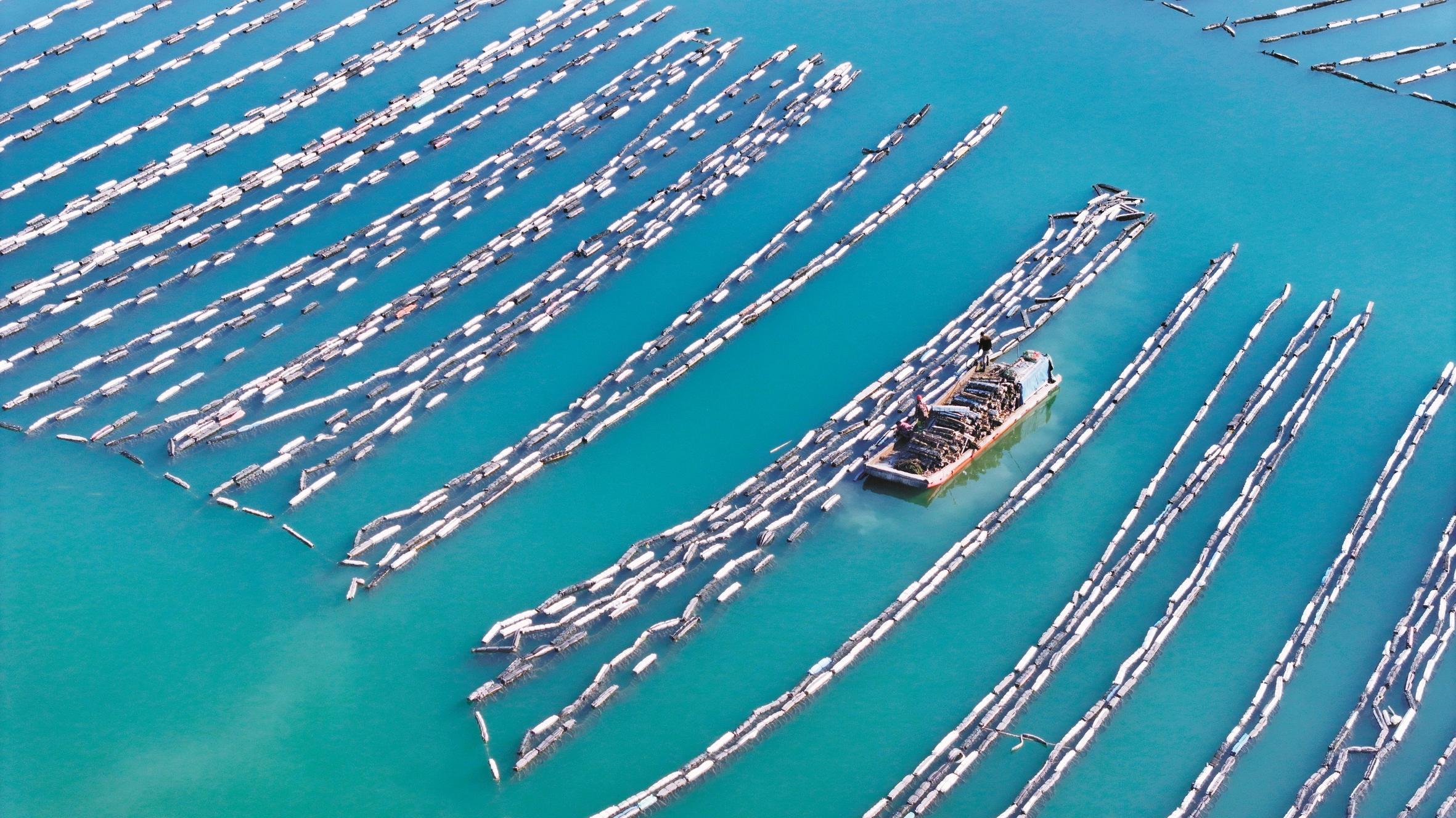 奉化莼湖 牡蛎进入采收旺季