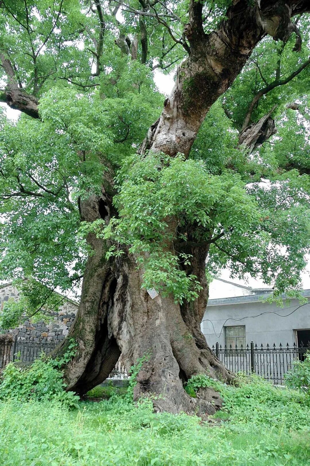 “一树一策”，宁波将分级为6000余株古树名木“养老”