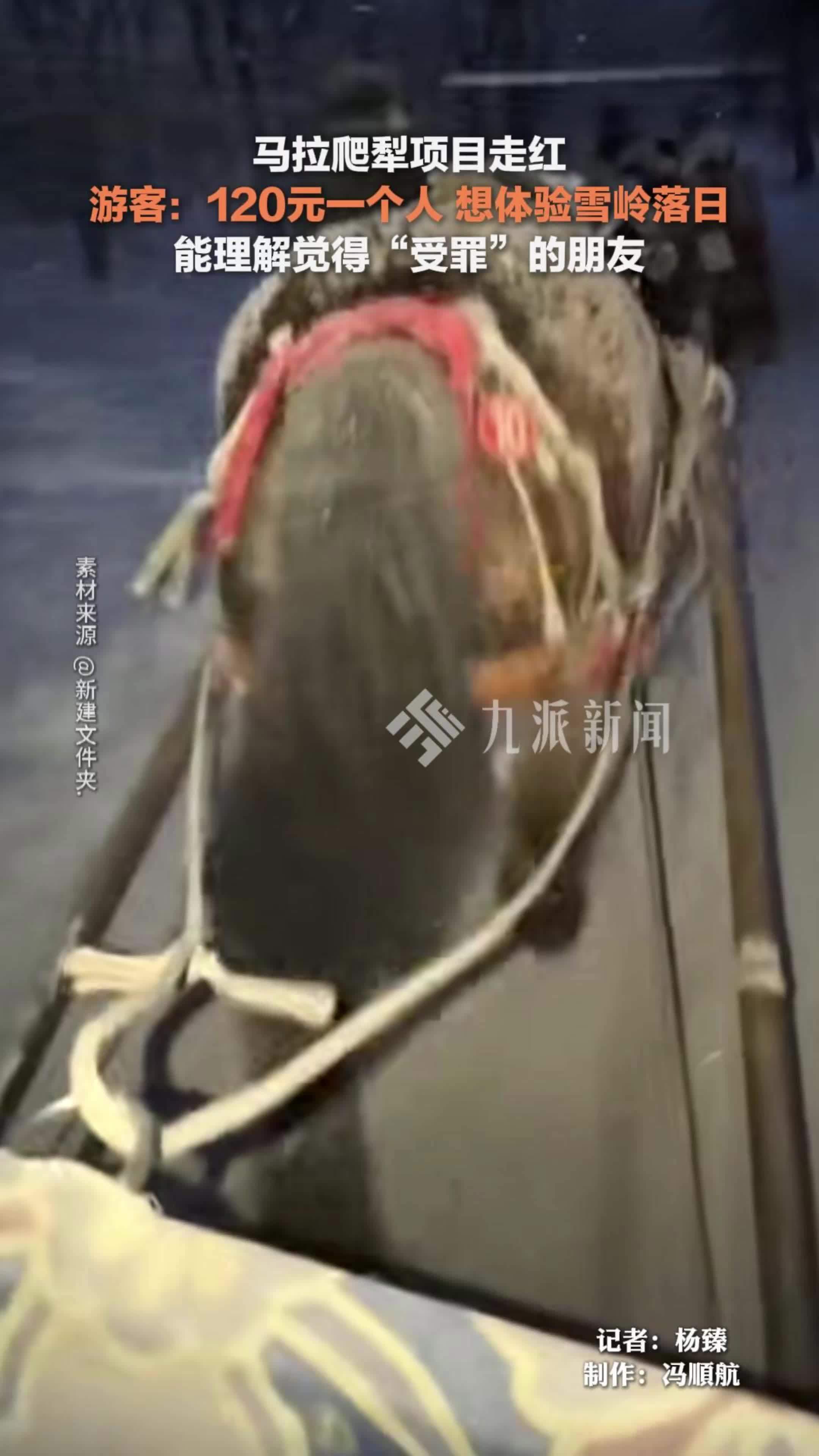 马拉爬犁项目走红，游客：120元一个人，想体验雪岭落日，能理解觉得“受罪”的朋友