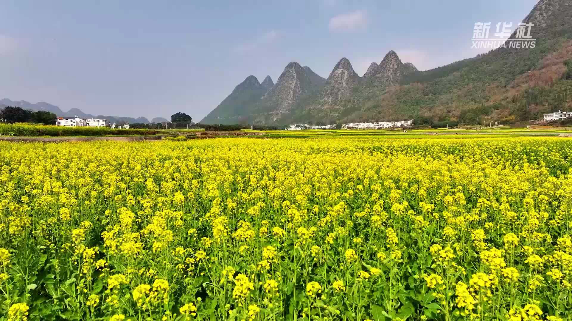 冬日花海!贵州万峰林6000多亩油菜花渐次开放_凤凰网视频_凤凰网