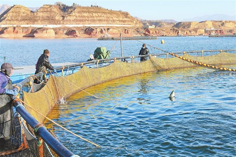 工人将网箱中的鱼拢在一起挑选成品鱼