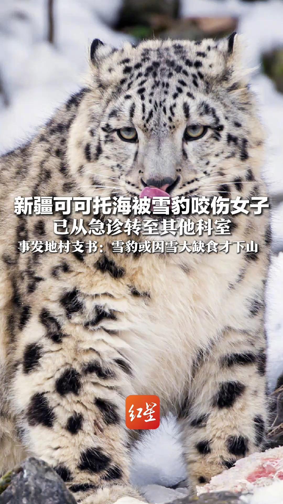 新疆可可托海被雪豹咬伤女子 已从急诊转至其他科室 事发地村支书：雪豹不常见 或因雪大缺食才下山