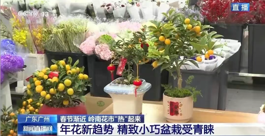 “花”样拉满！广东岭南花市，线上线下都有安排