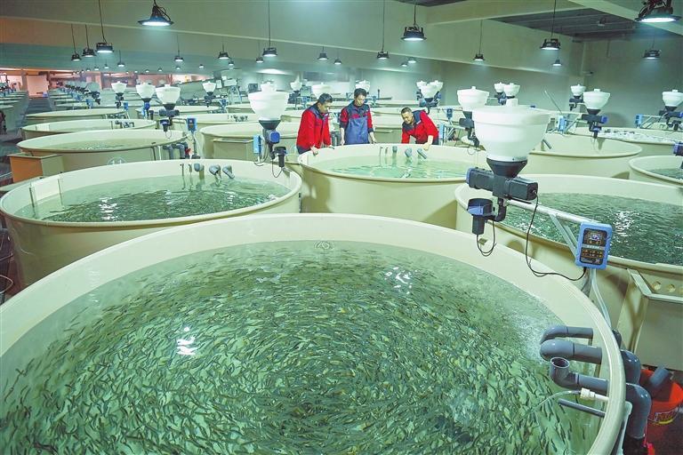 工人在永靖县陆基循环水智慧水产养殖产业园进行鱼苗种培育