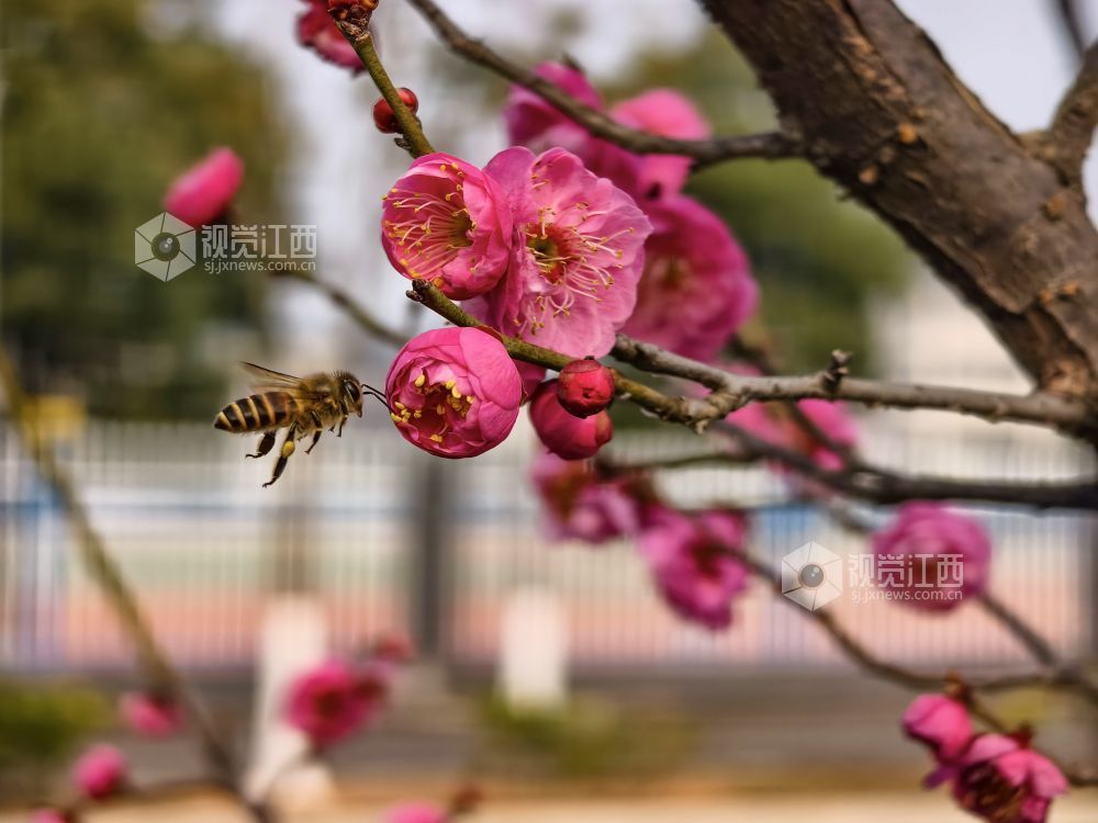 蜜蜂采蜜。