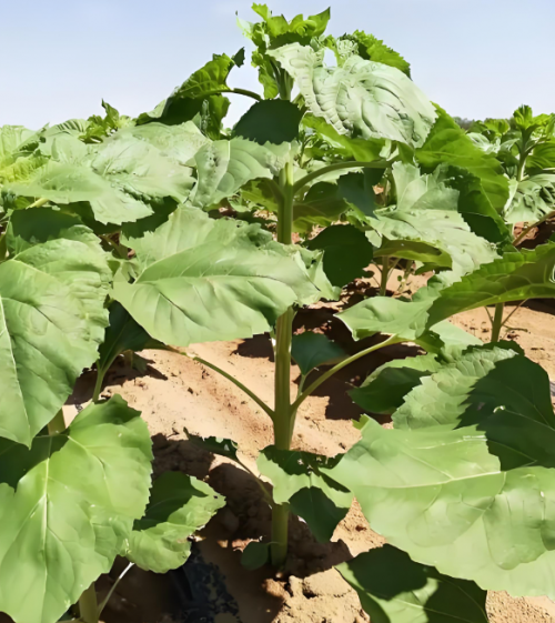 点击查看原始图片