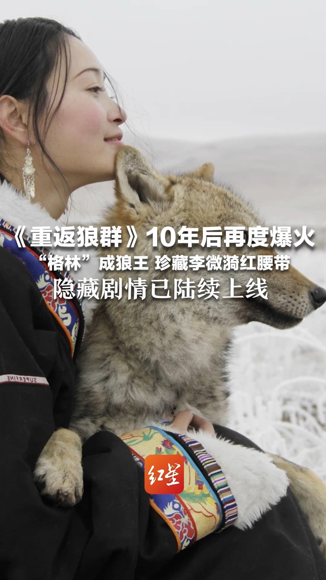 《重返狼群》10年后再度爆火！“格林”成狼王 珍藏李微漪红腰带 网友看哭：远离，才是最好的保护 隐藏剧情已陆续上线