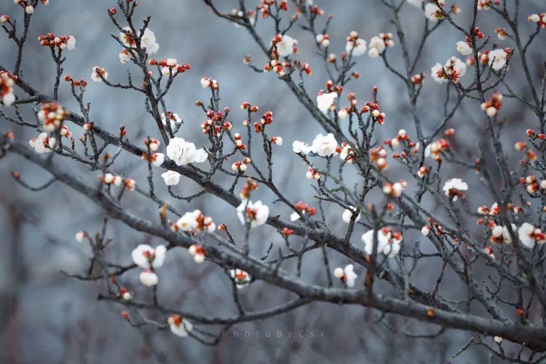 程姝萱 1月19日摄于银河公园