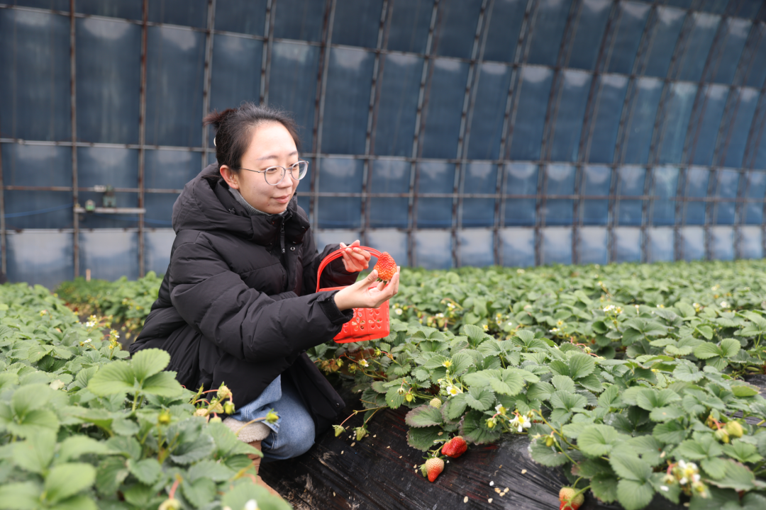 市民来到草莓园进行采摘