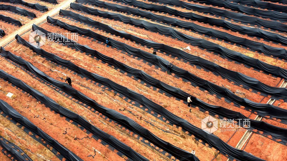 2026年1月20日,江西省吉安市峡江县砚溪镇虹桥村,村民在为果树加盖薄膜。