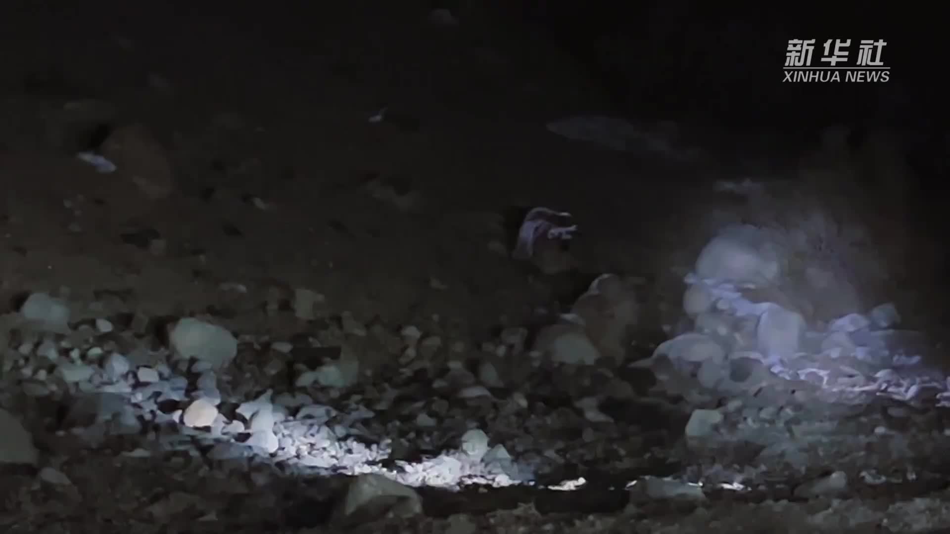 新疆首次为雪豹佩戴卫星追踪项圈