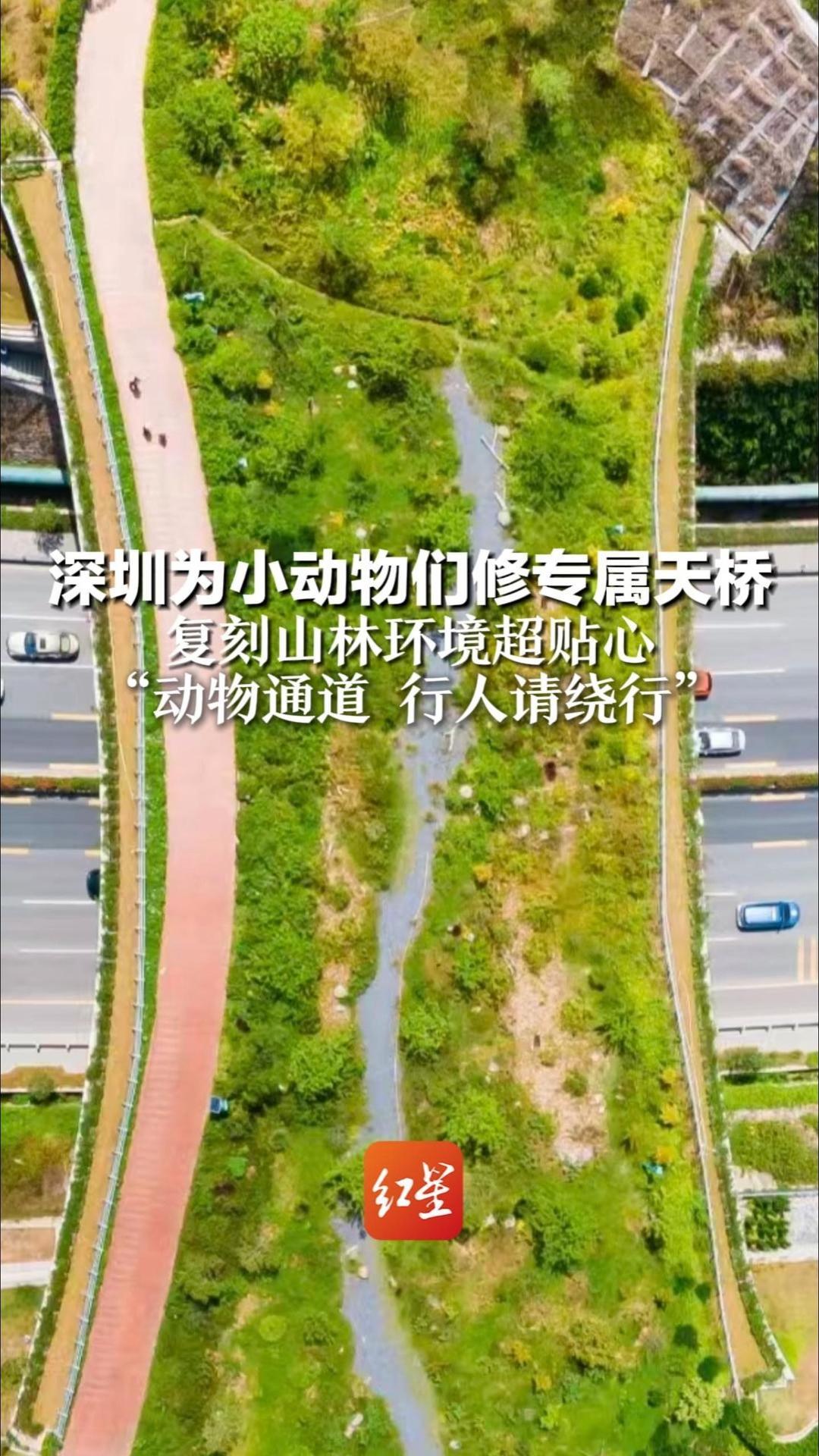 把“疯狂动物城”搬进现实 深圳为小动物们修专属天桥 复刻山林环境超贴心“动物通道 行人请绕行”
