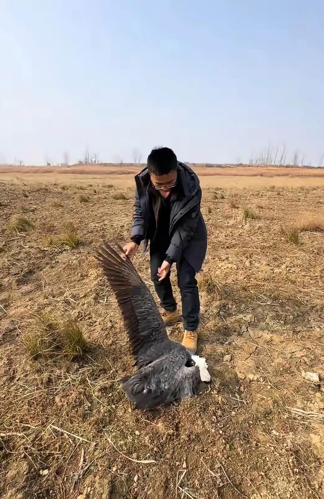 上百只鸟被毒杀，鄱阳湖发生了什么