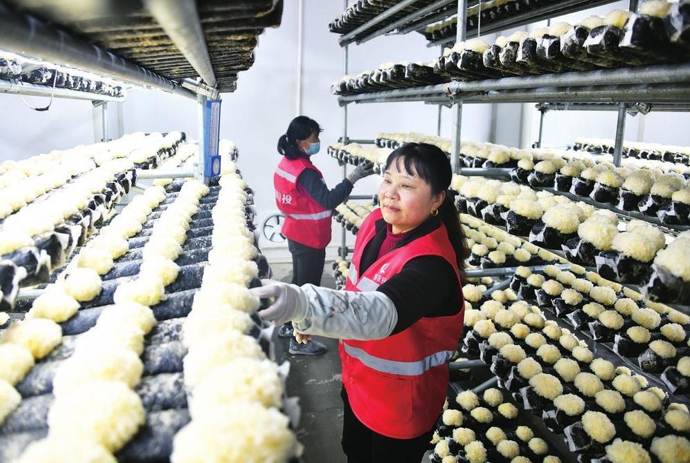 兰州新区秦东农业投资发展有限公司银耳基地,工作人员在采摘银耳。