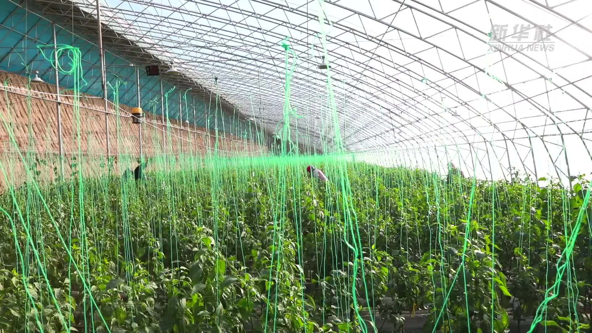 甘肃渭源：高原夏菜兴产业富乡村