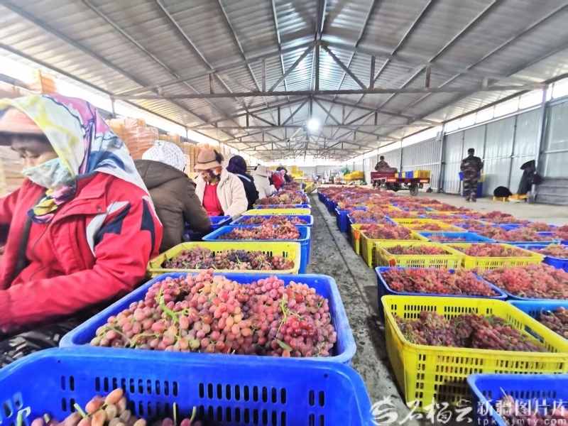 博乐市西域丰农葡萄种植农民专业合作社联合社的分拣车间内，工人们正在分拣葡萄，通过冷链运往国外。（资料图）石榴云/新疆日报记者 曹华摄