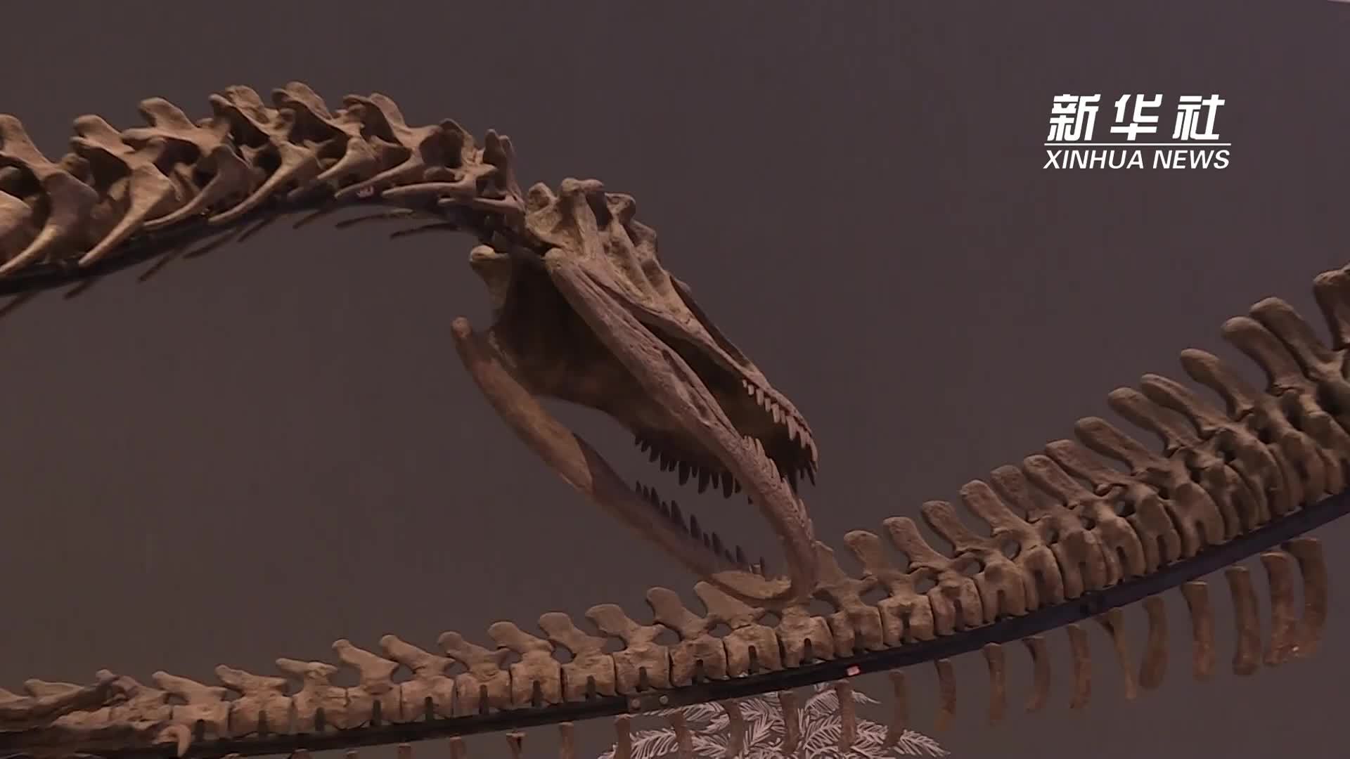 成都自然博物馆的恐龙明星——合川马门溪龙