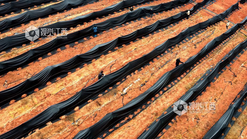 2026年1月20日,江西省吉安市峡江县砚溪镇虹桥村,村民在为果树加盖薄膜。