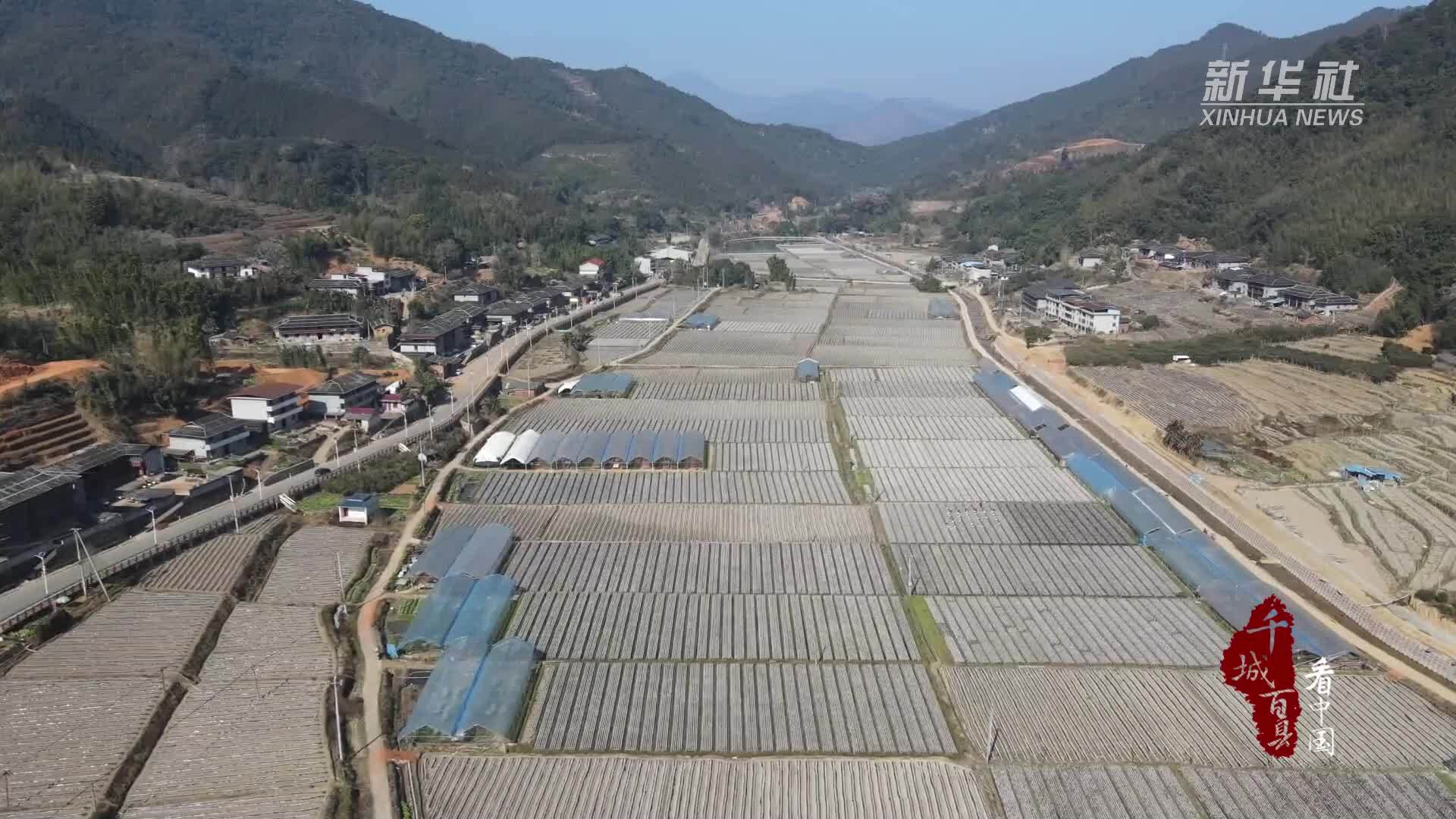 千城百县看中国｜福建尤溪：黑木耳“种”出致富路