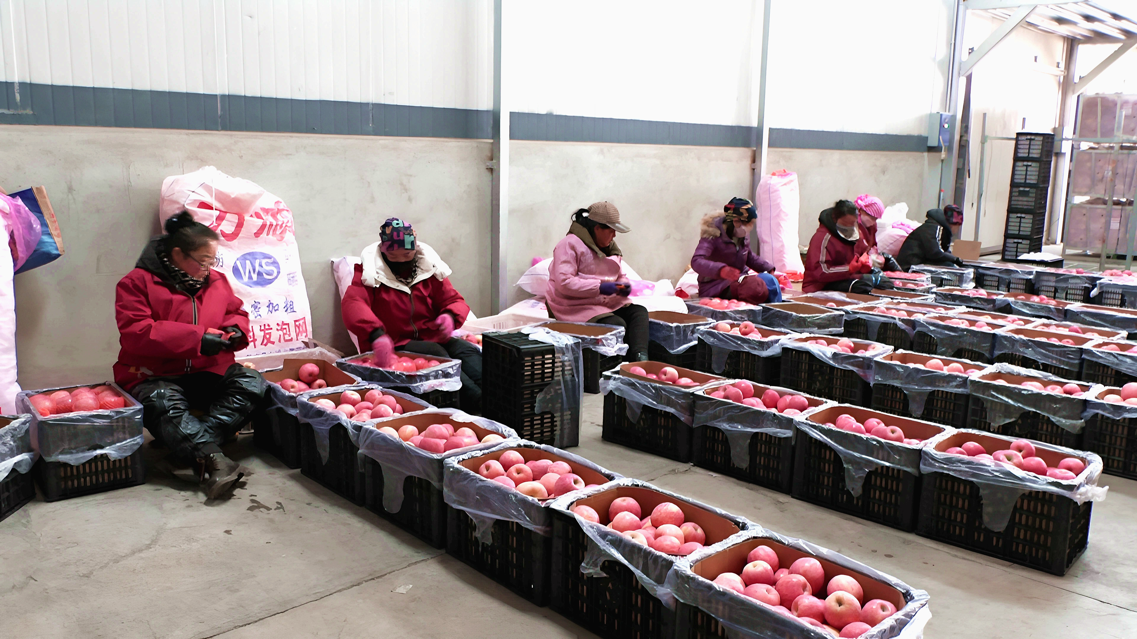 图片 (3)分选苹果.jpg