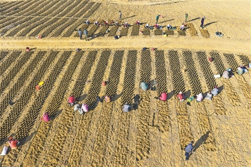 泰和县：油茶育苗（图）